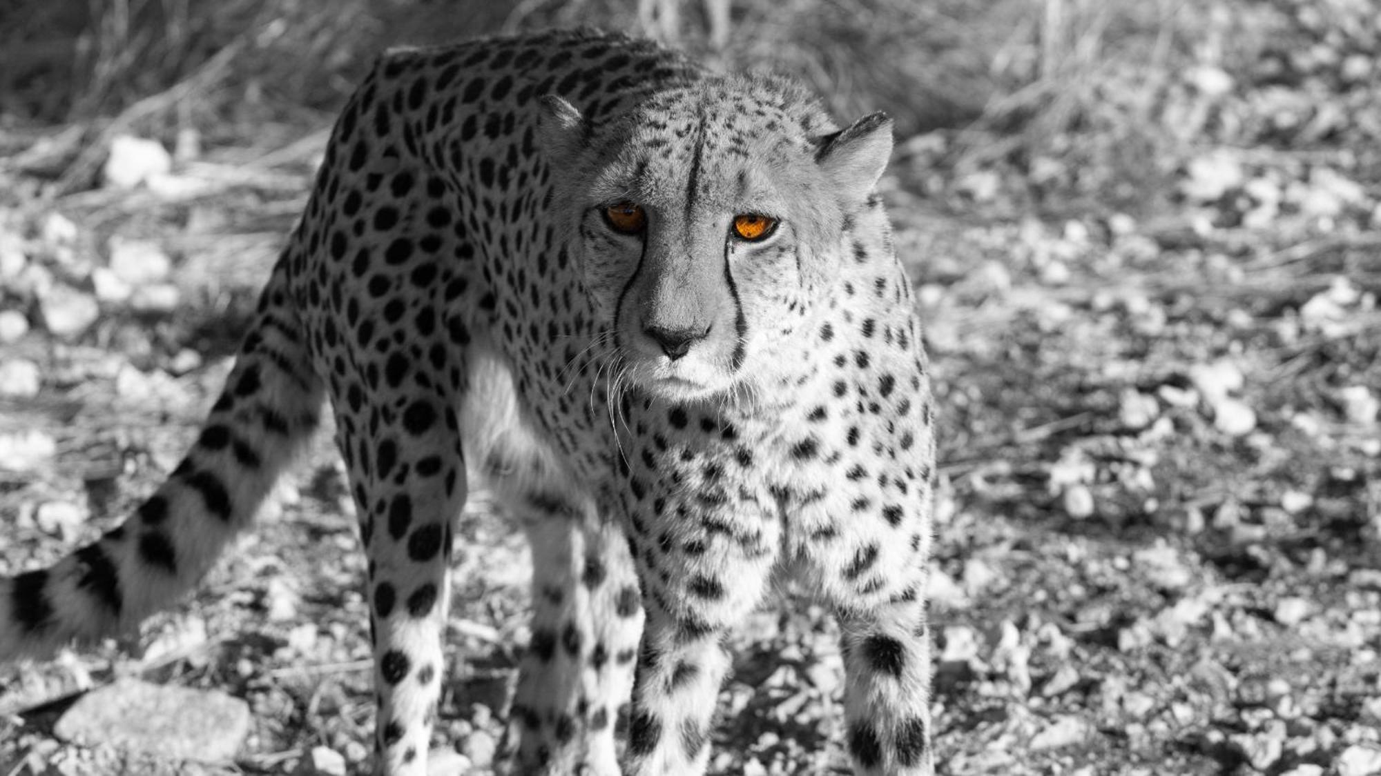 Aloegrove Safari Lodge Очиваронго Экстерьер фото