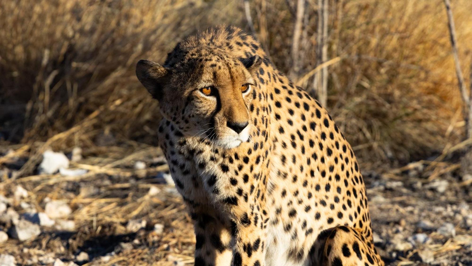 Aloegrove Safari Lodge Очиваронго Экстерьер фото