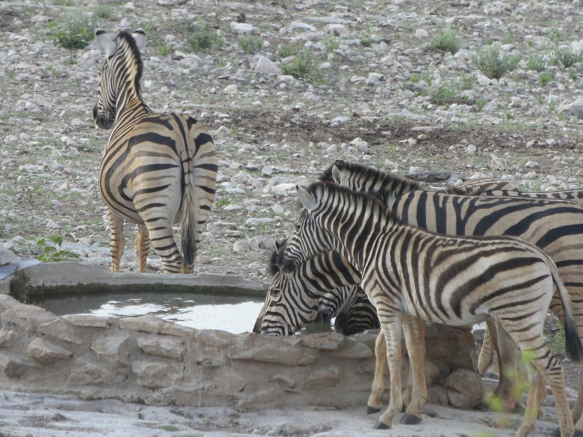 Aloegrove Safari Lodge Очиваронго Экстерьер фото