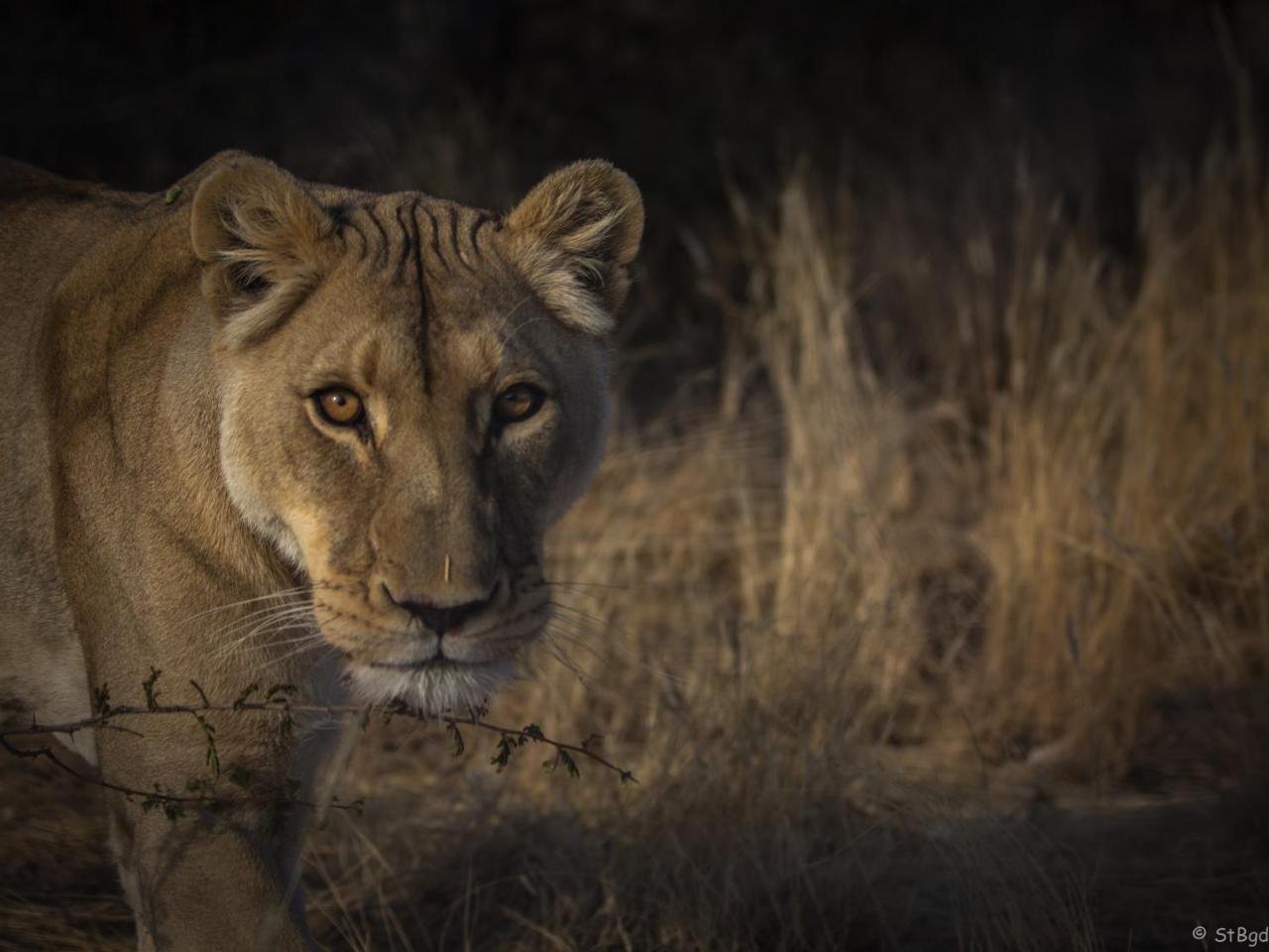 Aloegrove Safari Lodge Очиваронго Экстерьер фото